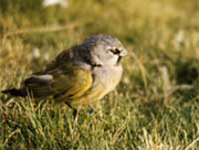 link to passerines, small birds